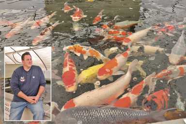 Koi Market, Japanese Koi