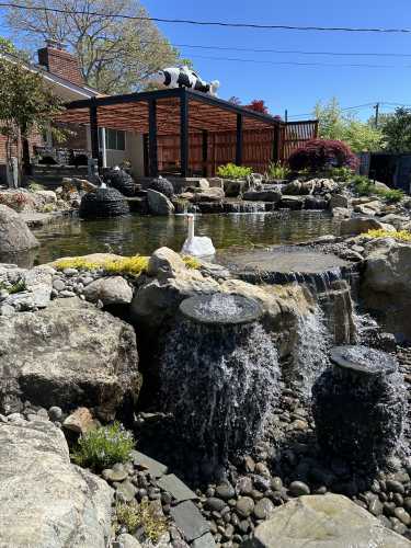 Koi Market, Japanese Koi